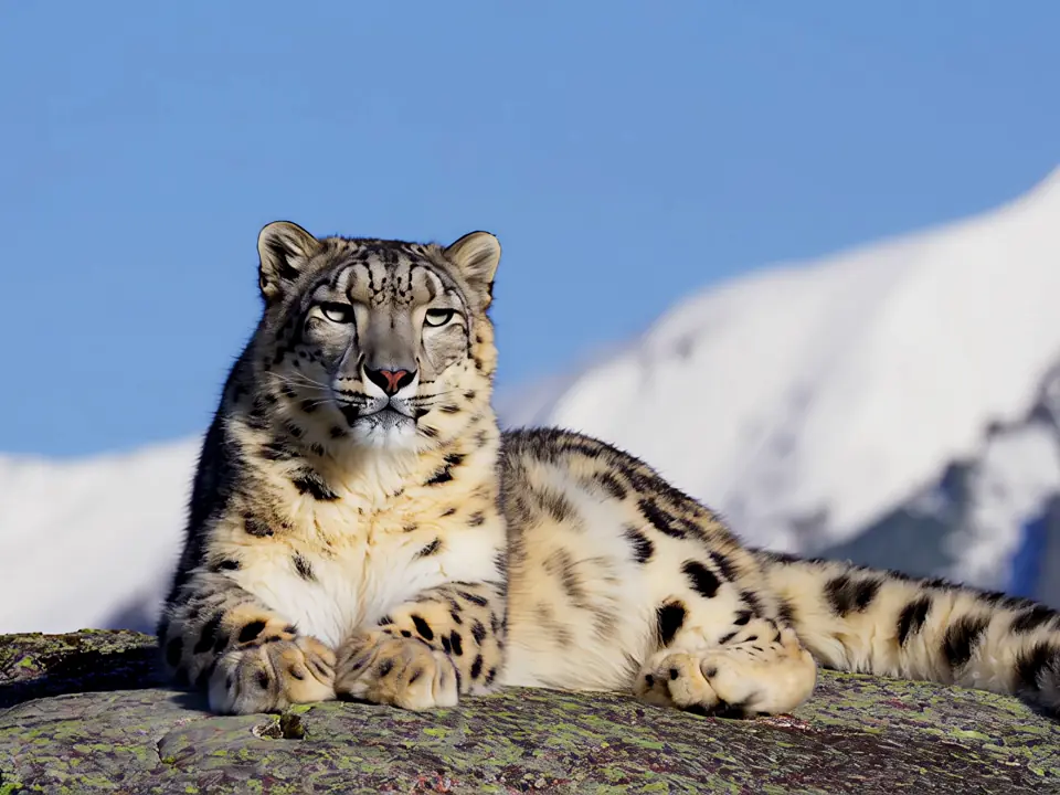 Enhanced snow leopard demo frame with more defined whiskers and rock texture